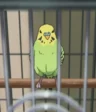Kii